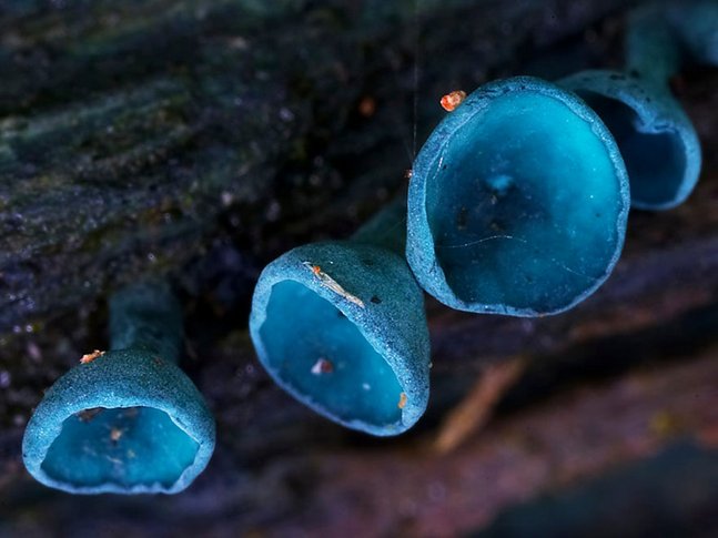 Хлороцибория сине-зеленоватая фото