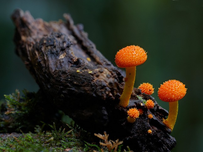 Коллибия грязно-золотистая фото