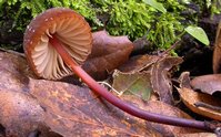 Marasmius plicatulus фото