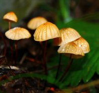 Негниючник сухой фото