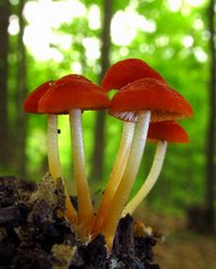 Marasmius sullivantii фото