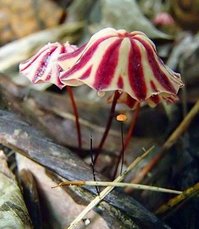 Marasmius tageticolor фото
