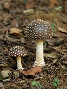 Amanita ibotengutake - гриб, давший название иботеновой кислоте