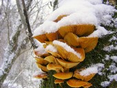 Опёнок зимний фото
