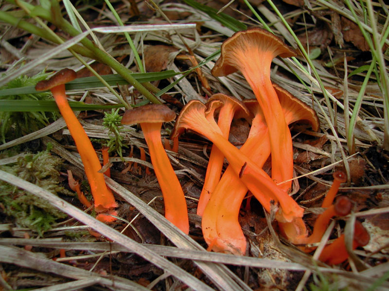 Лисичка желтеющая