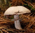 Фотография шампиньона лесного