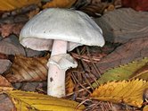 Шампиньон культурный, син. Шампиньон отчетливоклубеньковый