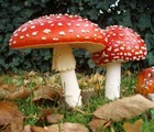 Фотография мухомора красного