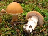 Паутинник браслетчатый