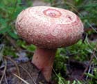Фотография волнушки розовой 