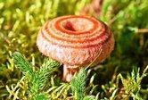 Волнушка розовая