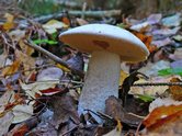 Подосиновик белый
