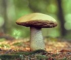 Фотография подберезовика обыкновенного