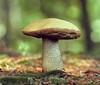 Подберезовик обыкновенный