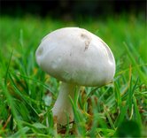 Белошампиньон румянящийся