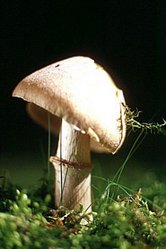 Колпак кольчатый