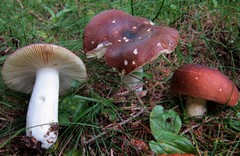 Сыроежка цельная фото